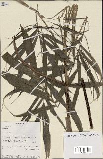 spécimen de Dypsis mocquerysiana