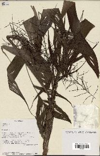spécimen de Dypsis mocquerysiana