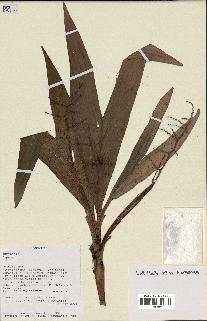 spécimen de Dypsis mocquerysiana