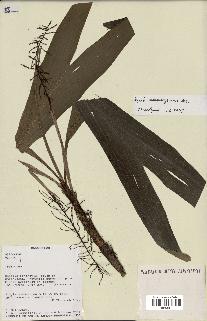 spécimen de Dypsis mocquerysiana