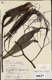 spécimen de Dypsis pinnatifrons