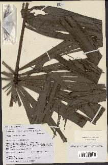 spécimen de Dypsis pinnatifrons