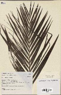 spécimen de Dypsis andrianatonga