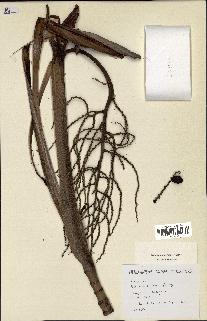 spécimen de Dypsis andrianatonga