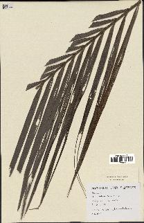 spécimen de Dypsis andrianatonga