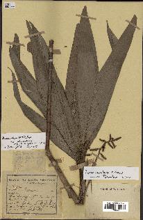 spécimen de Dypsis humbertii