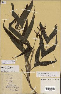 spécimen de Dypsis humbertii