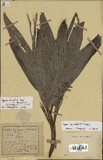 spécimen de Dypsis humbertii
