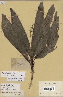 spécimen de Dypsis humbertii