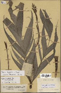 spécimen de Dypsis humbertii