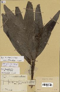spécimen de Dypsis humbertii