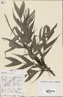 spécimen de Dypsis confusa