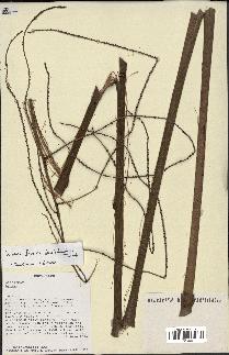 spécimen de Dypsis fibrosa