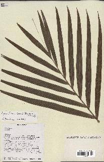 spécimen de Dypsis fibrosa