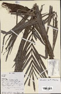 spécimen de Dypsis sp.