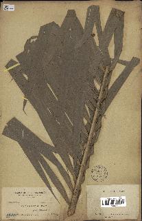 spécimen de Daemonorops sp.
