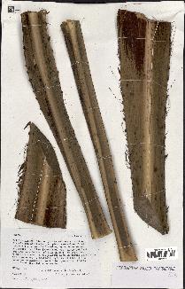 spécimen de Livistona chinensis