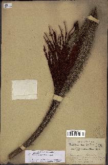spécimen de Bactris campestris