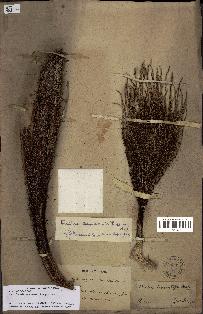 spécimen de Bactris campestris