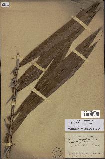 spécimen de Bactris campestris