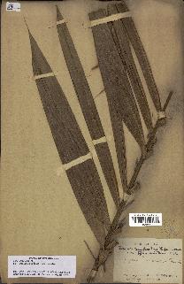 spécimen de Bactris campestris