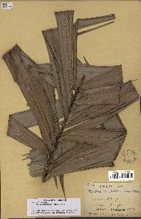 spécimen de Bactris campestris
