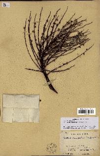 spécimen de Bactris campestris