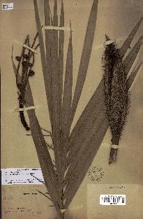 spécimen de Bactris major