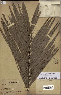 spécimen de Bactris major