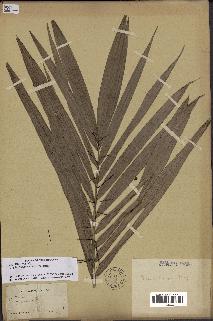 spécimen de Bactris major