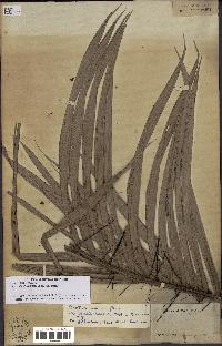spécimen de Bactris major