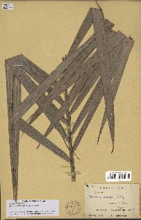 spécimen de Bactris major