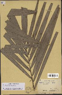 spécimen de Bactris major