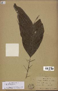 spécimen de Bactris nancibaensis