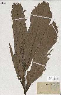 spécimen de Caryota sp.