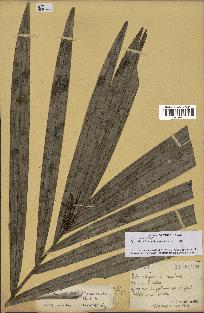 spécimen de Bactris acanthocarpoides