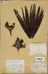 spécimen de Bactris acanthocarpoides