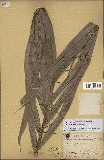 spécimen de Bactris acanthocarpoides