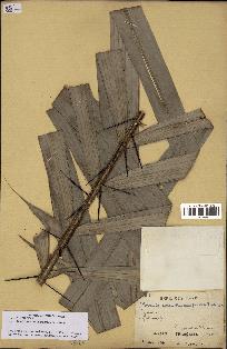 spécimen de Bactris acanthocarpoides