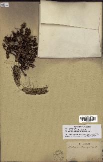 spécimen de Bactris acanthocarpoides