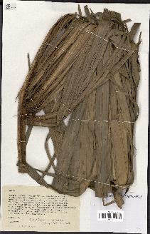 spécimen de Livistona chinensis