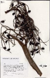 spécimen de Livistona chinensis