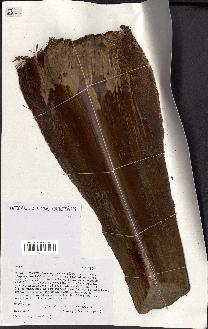 spécimen de Livistona chinensis