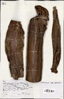 spécimen de Livistona chinensis