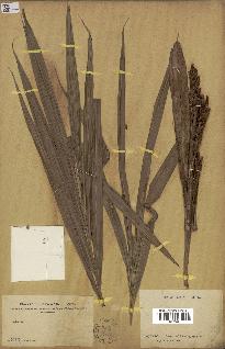 spécimen de Calamus sp.