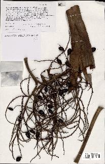 spécimen de Livistona chinensis