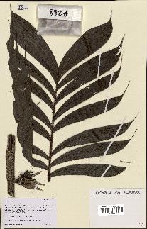 spécimen de Chamaedorea sp.
