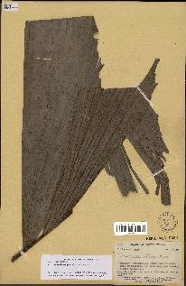 spécimen de Iriartella setigera