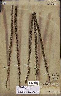 spécimen de Manicaria saccifera
