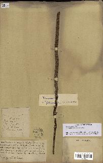 spécimen de Manicaria saccifera